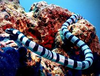 Sea Snake