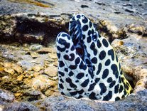 Honeycomb Moray Eel