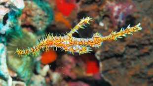 Ghost Pipefish