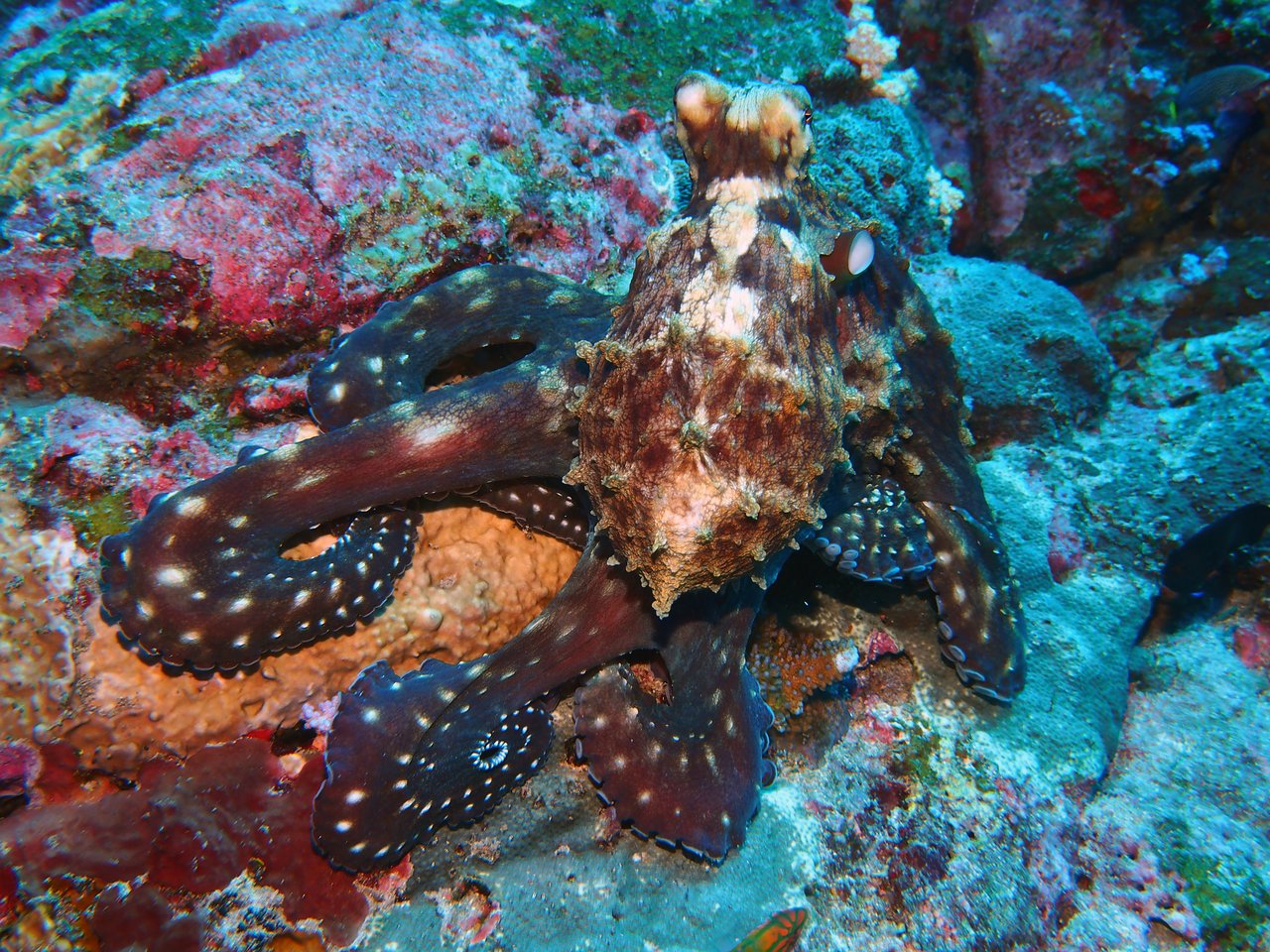 Octopus at Koh Bon