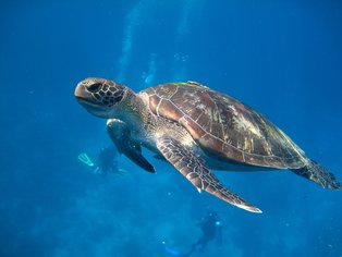 Tortuga marina en las Islas Similan