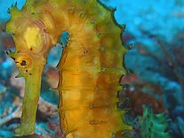 Seahorse Seahorse