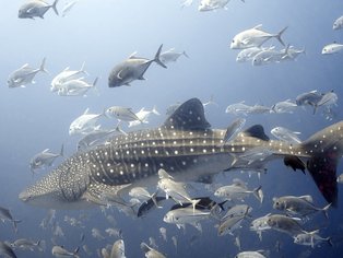 Whale shark at Richelieu Rock