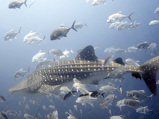 Requin-baleine à Richelieu Rock