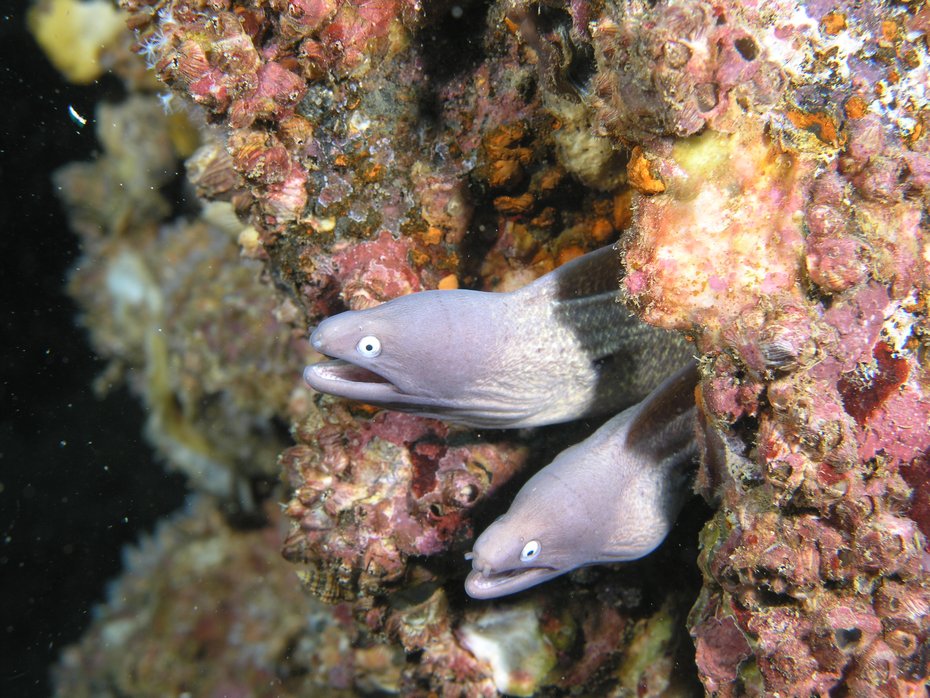 White Eye Moray Eels