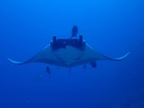 Manta Ray