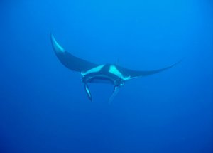 Similan Safaris
